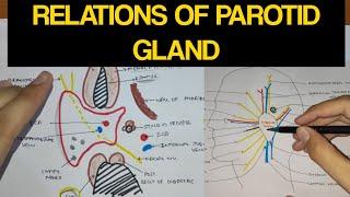 Parotid gland - 2 | Relations of Parotid Gland