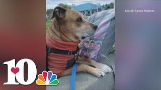 Dog dies after electrocution from stepping into puddle outside of Walmart on Clinton Highway