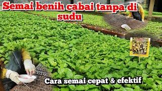 Cara semai bibit cabe yg tepat & efektif