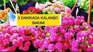 3 Dakikada Kalanşo Bakımı 