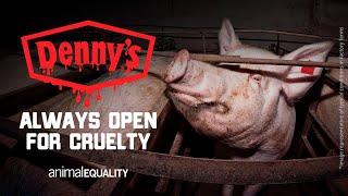 DENNY'S: END THE USE OF CAGES FOR PIGS