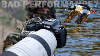 WILDLIFE PHOTOGRAPHY With The CANON R7: Am I Pushing This Camera Too Hard?