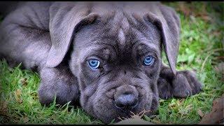 10 weeks Cane Corso Puppy First time Shower in New Home