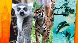 Zoo London (ZSL): Englands historischer Hauptstadt-Zoo - Zoo-Erlebnis #6