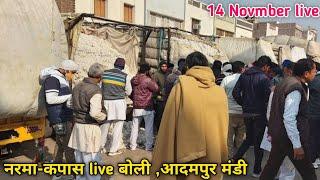 Cotton Price Today आदमपुर मंडी Live बोली || Narma Kapas Mandi Bhav Today 8837 Rs