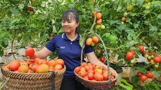 Harvesting Tomato Goes To Market Sell - Ly Tieu Toan Harvest | Tiểu Vân Daily Life