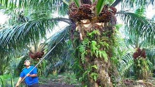 Alasan Kenapa Panen Sawit Di Malaysia Tidak Ada Istilah Pakai songgoh Tapi Buah Nya Tetap Oke