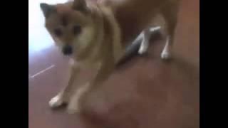 Shiba inu dancing to take on me by a-ha