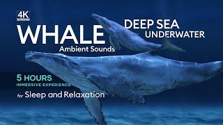 5 Hours of Deep Underwater Whale Sounds for Sleep and Relaxation - [NO MUSIC] - Ambient Sounds