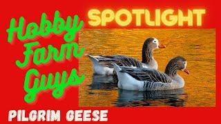 HFG Farm Animal Spotlight: Pilgrim Goose