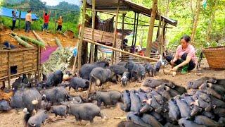 I lost 82 wild boars after the epidemic, the farm was destroyed ,started from scratch- farm life