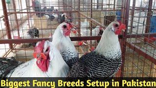 Biggest Imported Breeds fancy Hens Breeding Setup in Karachi ||Fancy Hens 2021 || B4BIRDS