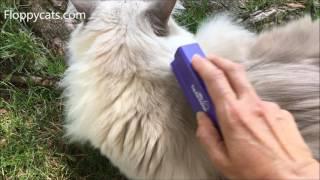 Cat Deshedding Tool Review: EquiGroomer Grooming Tool for Pets Product Review - Floppycats