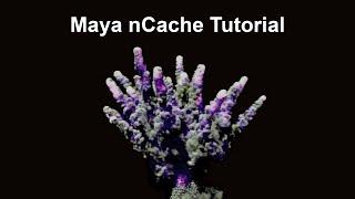 Maya cache nFluid simulation to a hard drive using nCache