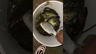 Gotta love the black crappie #fish #fishinglife #blackcrappie #crappiefishing #explore #viral#tiktok