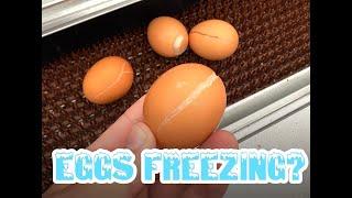 Chicken Eggs Freezing In the Nest Box???  Not anymore with the new HenGear Heat Mats