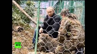 Video: Putin enters leopard cage at Sochi National Park