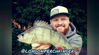 How to fish the Zman Ned rig for Big Perch!