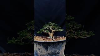 Sancang small the max koleksi Dunia Hobby Art #bonsai #bonsaiindonesia #bonsaijuara #bonsaitree