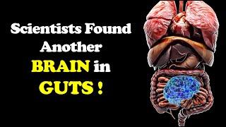 Second Brain in Your Gut - Gut Brain Connection - Microbiota and Health - Enteric Nervous System