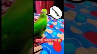 Chotu Hastag Mitthu funny video #talkingparrort #funny #lovebird #talkingmiththu #parrot #birds