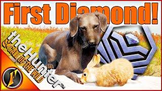 Shadow's FIRST DIAMOND Retrieval is Crazy Rare! | Diamond Mountain Hare!