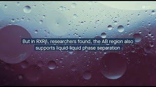 Phase separation propensity of retinoid X receptor RXRβ