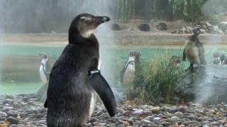 ZSL London Zoo's animals cool off