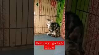 Kucing Galak Lucu  #shorts