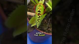 Wasp vs Venus Flytrap #shorts