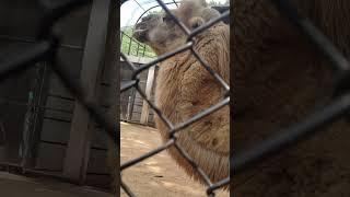 Camel | Bactrian camel, ඔටුවා #camel #bactriancamel #camellife