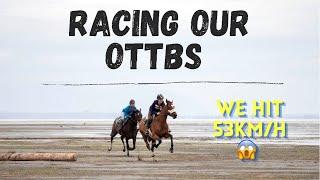 Galloping Ex-Racehorses On The Beach | hoofbeat ASMR