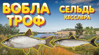 Вобла ТРОФ + Сельдь Кесслера | р. Ахтуба | Русская Рыбалка 4