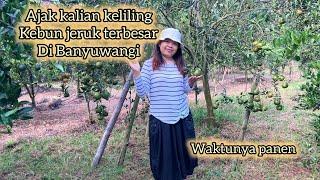 waktunya panen ‼️ ajak kalian keliling perkebunan jeruk terbesar di Banyuwangi//Yuli TKW Singapura