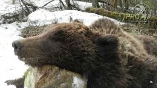 Siberian bear hunt