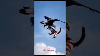 An Eagle and a Cat Playfully Soar Through the Sky. Funny Clip   