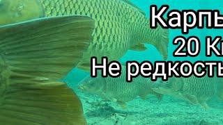 Подводная охота. Карп 20 кг в этой реке не редкость.