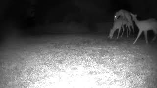 Deer mating for the camera