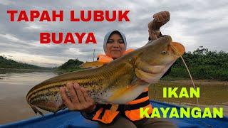 Tapah Lubuk Buaya⁉️Perempuan Ini Beranikan Diri Sauk Ikan Tapah‼️