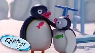 Crazy Play Date with Pingu and Pinga | Pingu Official | Cartoons for Kids