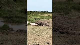 A Crocodile Snatches a Baboon