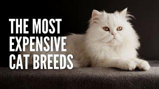 The Top 10 Most Expensive Cat Breeds in the World