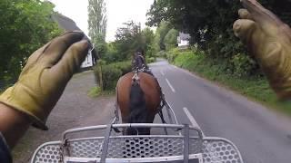 Training Acorn - a New Forest Pony who likes to GO!