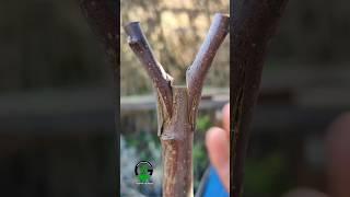 Grafting plants, apple tree grafting #grafting #farming #growing