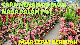 CARA MENANAM BUAH NAGA DALAM POT AGAR CEPAT BERBUAH, DI HALAMAN RUMAH