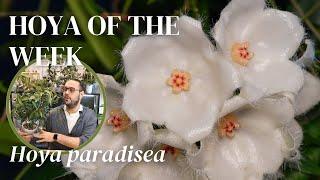 heavenly bloom of Hoya paradiseawas worth the wait | Hoya of the Week