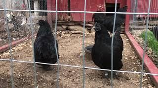 A Quiet Day at Ole Yankee Farm