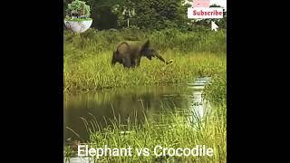 Elephant vs Crocodile #elephant #crocodile #video #viral #trending #shorts #wildlife #wildanimals