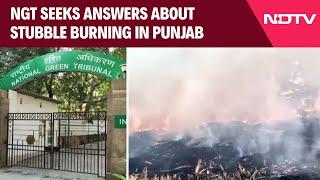 Stubble Burning In Punjab: NGT Seeks Answers About Paddy Straw Management On Farms