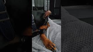 Doberman's.  Doberman Magnum & Doberman puppy Assol #doberman #pets #funny #puppy